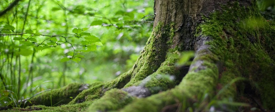 forest-2599720