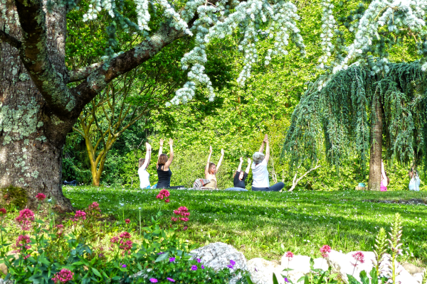 gaia-tree-yoga