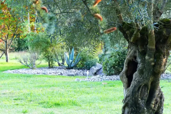 Gaia tree | Jardin école de yoga