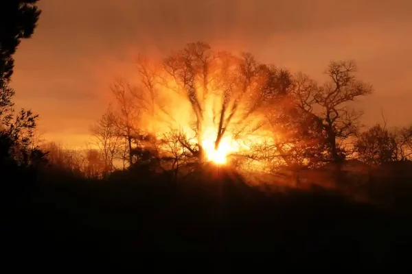 Gaia tree | Lever de soleil